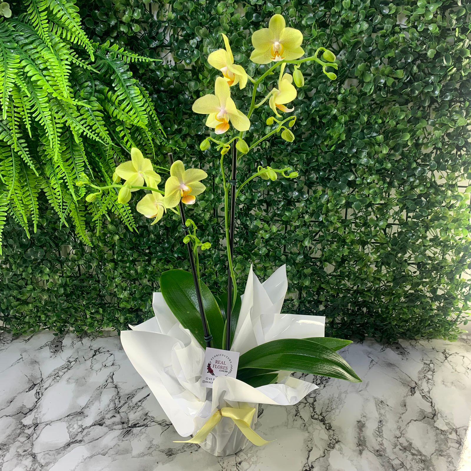 Orquídea Amarela - 2 Hastes 45cm