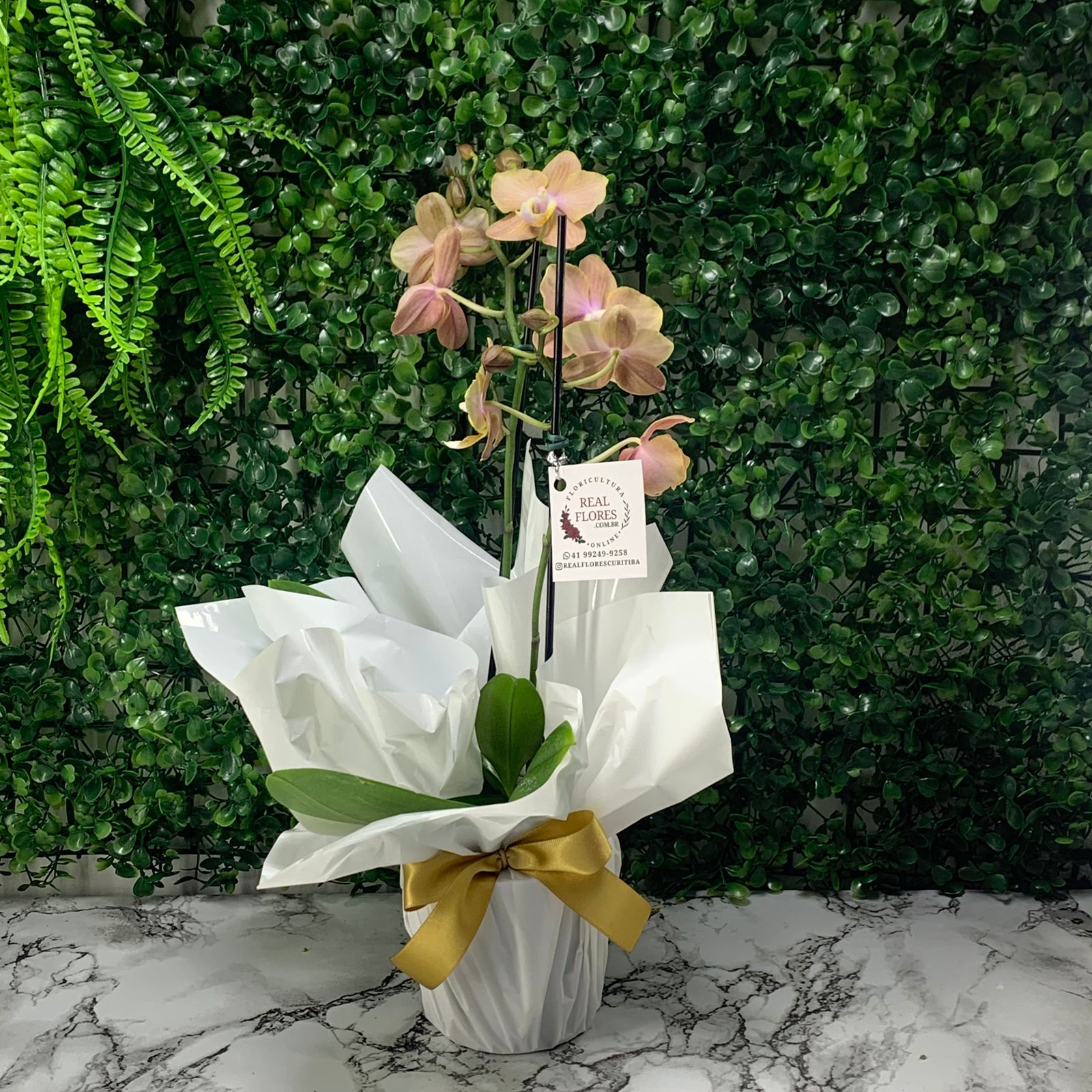 Mini Orquídea 2 Hastes Rose
