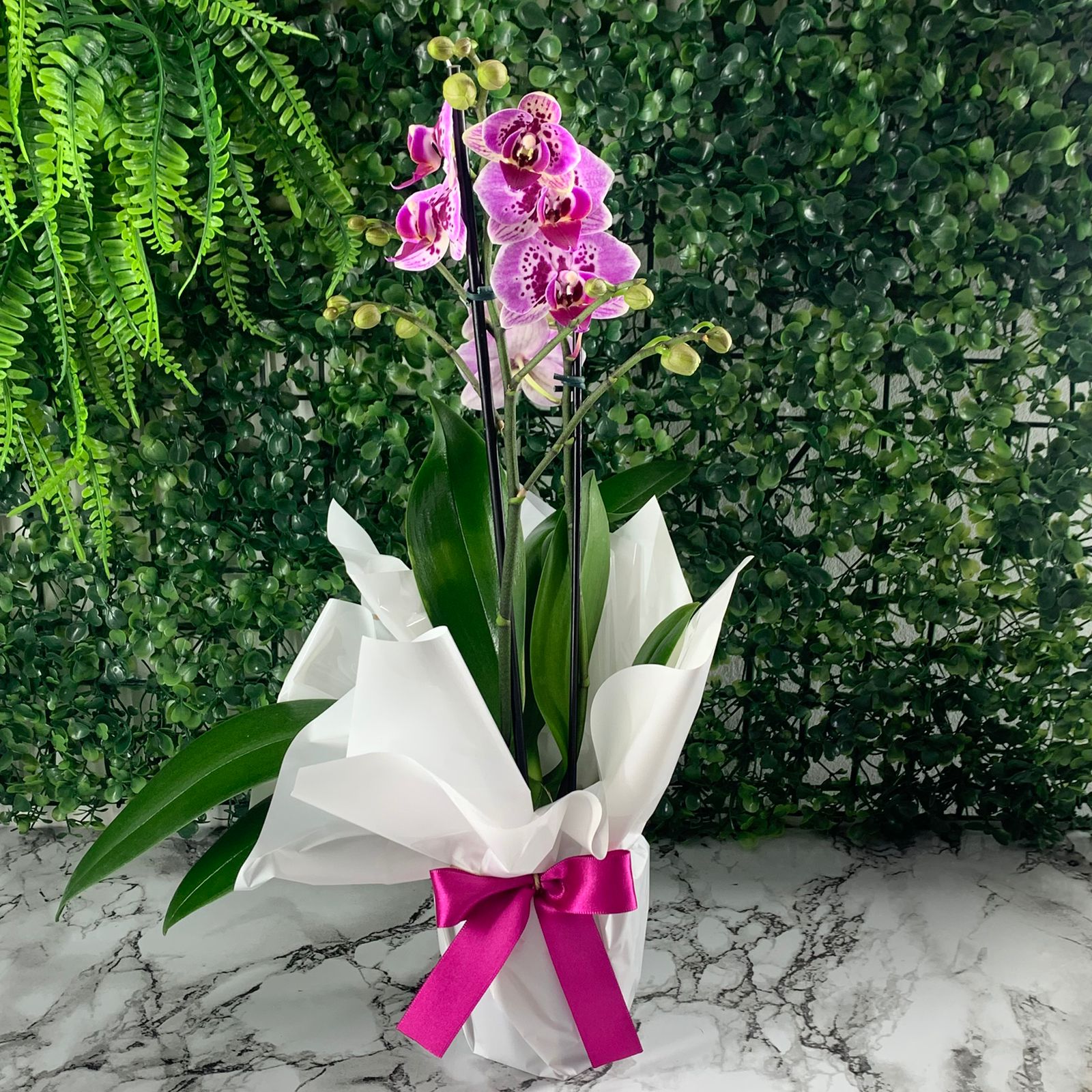 Orquídea Roxa - 2 Hastes 45cm