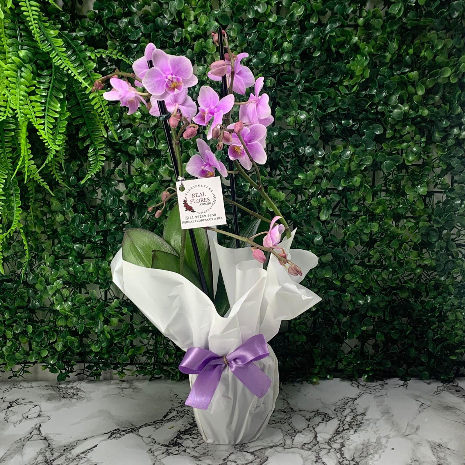 Mini Orquídea 2 Hastes Lilás