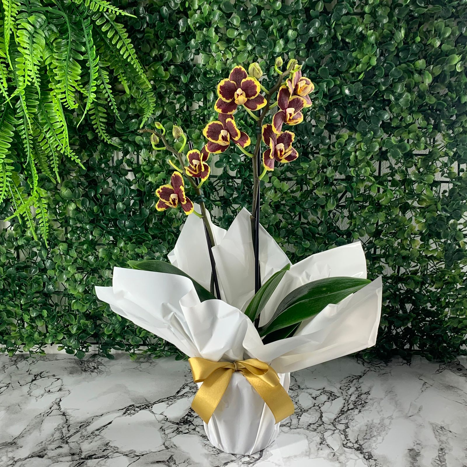 Mini Orquídea 2 Hastes Bordô e Amarelo