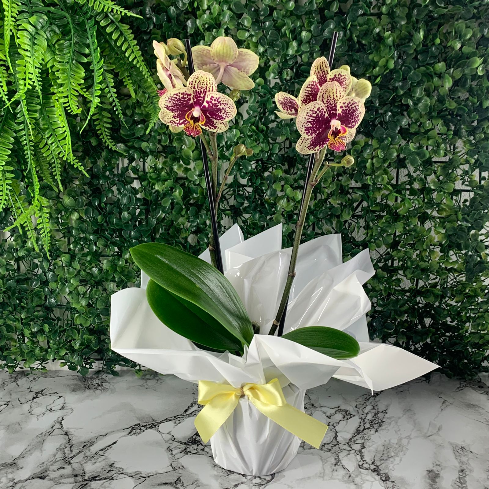 Orquídea Amarela e Roxa - 2 Hastes 45cm