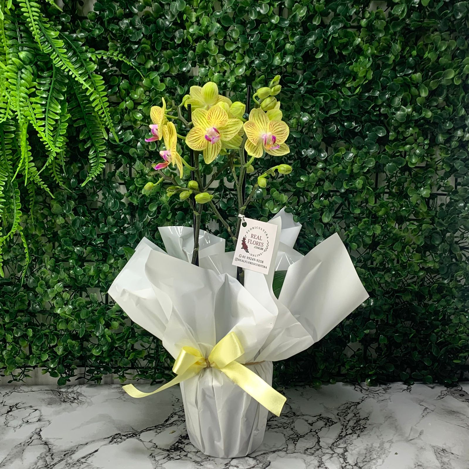 Mini Orquídea 2 Hastes Amarela