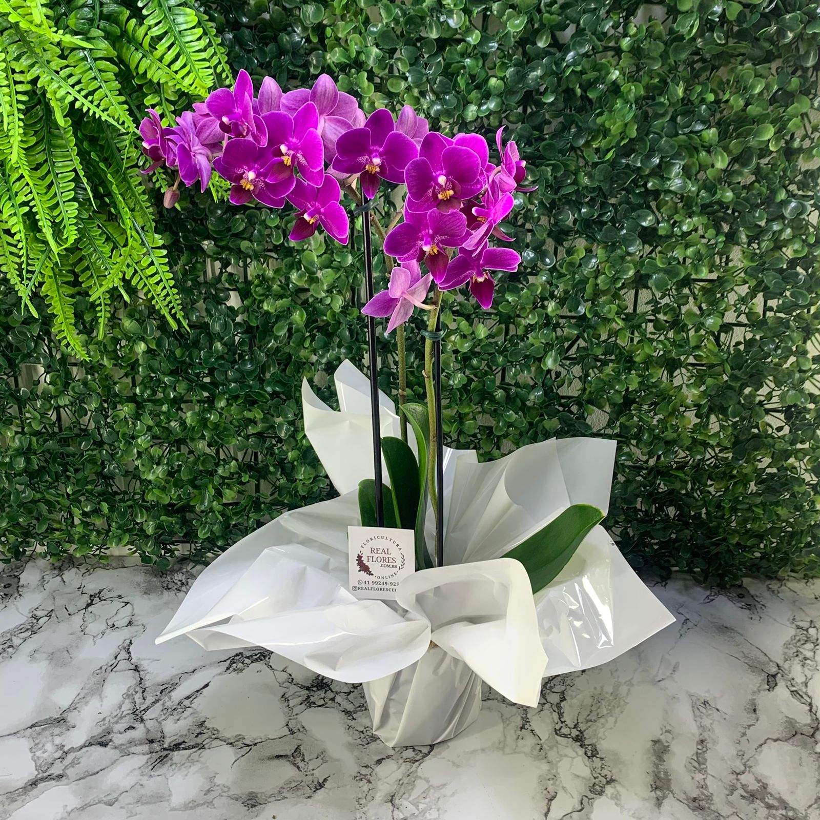 Mini Orquídea 2 Hastes Roxa