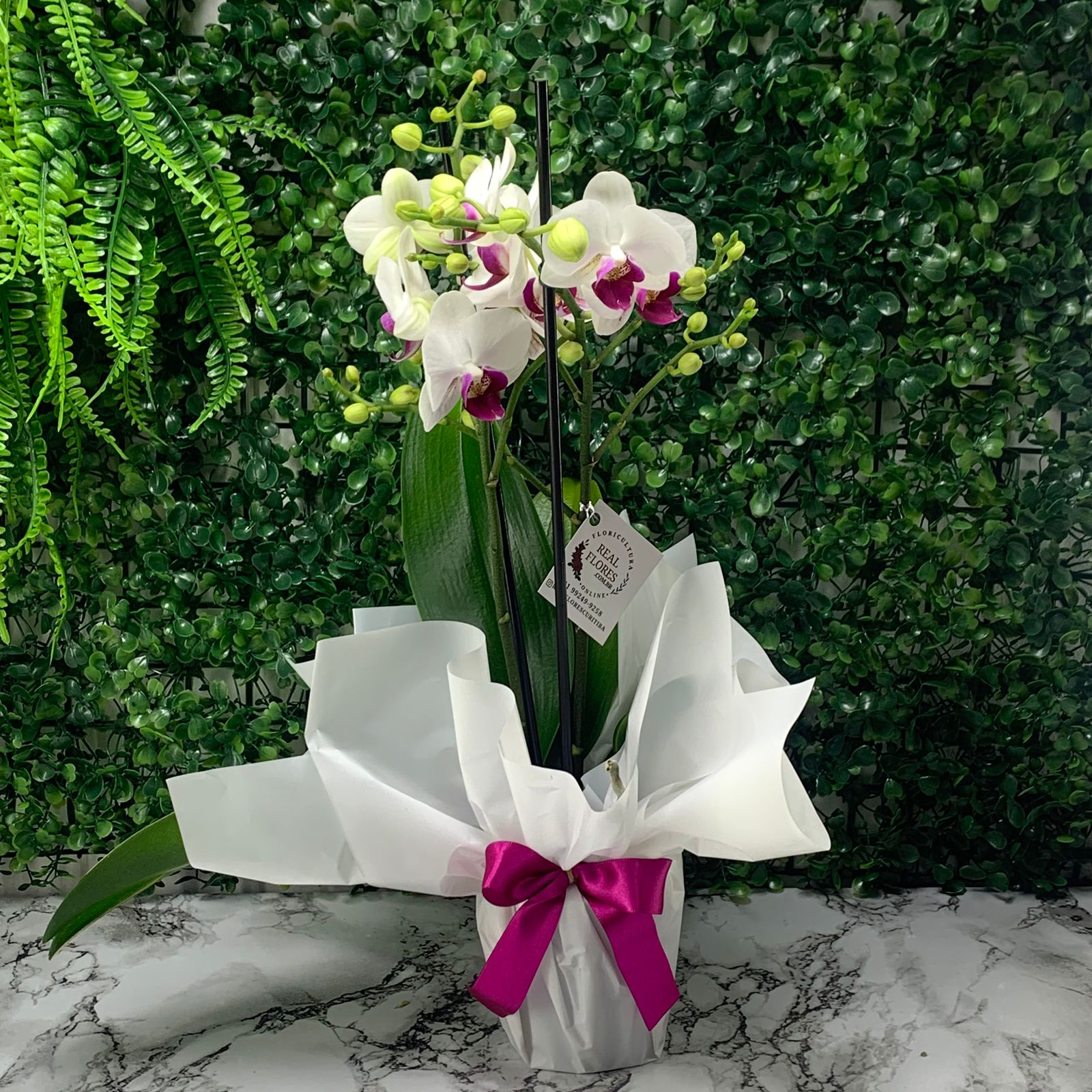 Mini Orquídea 2 Hastes – Branca