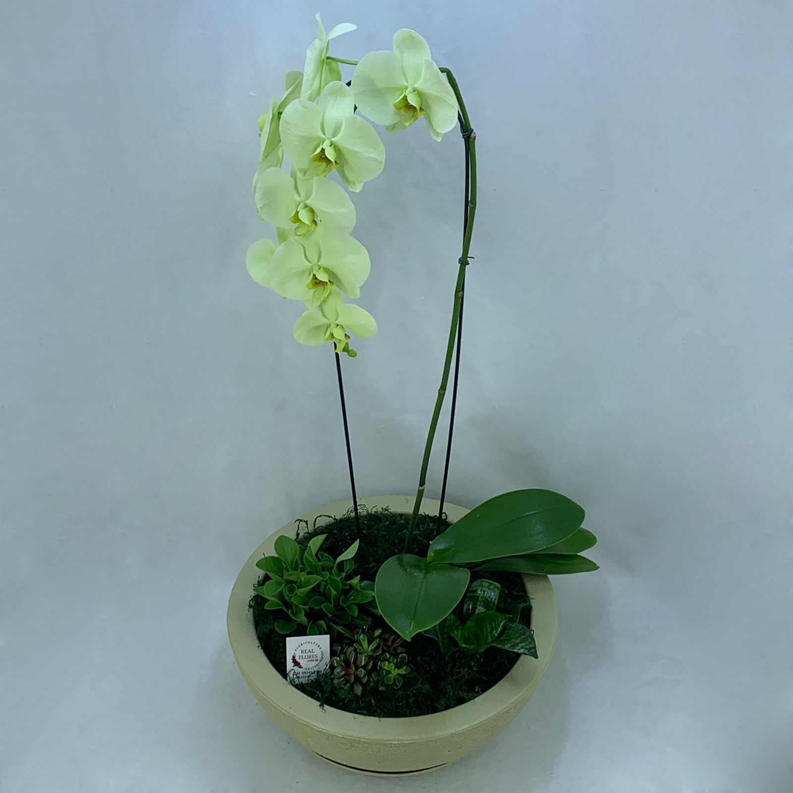 Orquídea Amarela 75cm